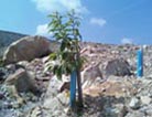 Photo of an American chestnut seedling