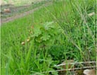 Photo of seedling and grasses